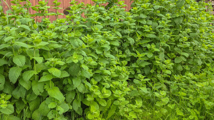 Fresh green leaves of peppermint, growing in the garden. Mint leaf texture. Ecology natural...
