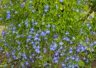 Small tiny light blue flowers with green leaves hanging on balcony, Lobelia erinus is a species of...