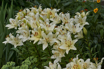 Lily (lat. Lilium) blooms in the garden. Lily - the genus of plants of the family of Lily (Liliaceae).