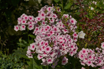 Phlox are blooming in the garden. Summer. Phlox (lat. Phlox) is a genus of beautifully flowering herbaceous plants in the family Polemoniaceae.