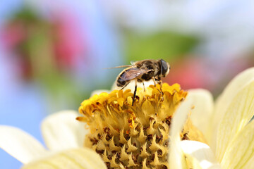 bee collecting pollen on a daisy