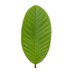Obraz premium Green Guava Leaf with Prominent Veins Botanical Clipart Isolated Transparent PNG Image