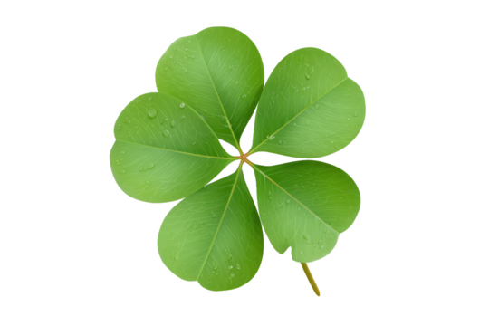 Four-Leaf Clover Isolated on White Transparent Background