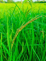 Ripening rice ears in a rice field with water droplets clinging to the ears. taken in the morning.
