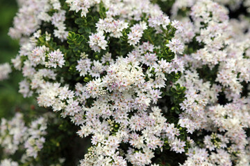 Macro image of Hebe flowers, Sussex England
