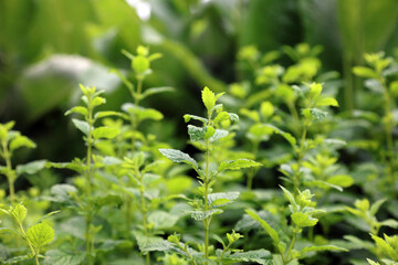 Macro image of Lemon balm plants, Sussex England
