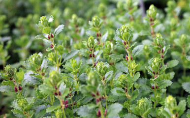 Macro image of Wall Germander foliage, Sussex England
