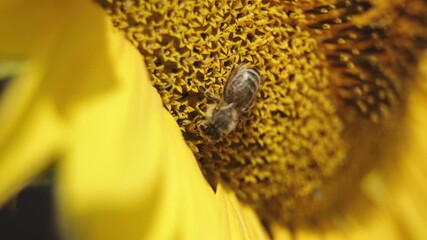 Close-up of a bee collecting nectar from a sunflower blossom. Concept pollination, agriculture, and food chain - Powered by Adobe
