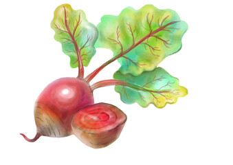 Beetroot watercolor illustration drawing woth cut piece aside isolated transparent background png file betrave