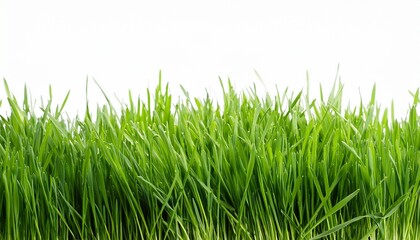 Obraz premium green grass white background