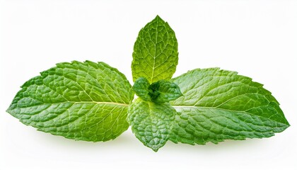 fresh mint branch isolated on transparent background mint isolated on white background