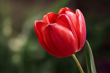 Naklejka premium Close up of realistic red tulip with soft natural shadows and vivid garden
