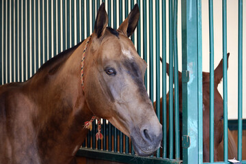 Fototapeta premium Buckskin horse of the Akhal-Teke breed, portrait of stallion standing in a stable