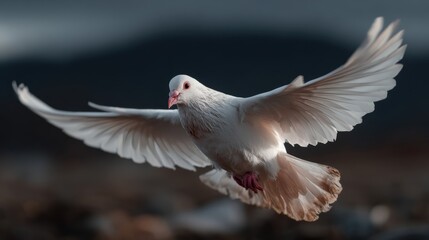 White dove soaring gracefully in a serene landscape at sunset