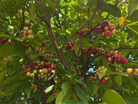 Group of red greenish water apple fruit, attached on tree. Syzygium aqueum, or water cherry, watery rose apple, bell fruit