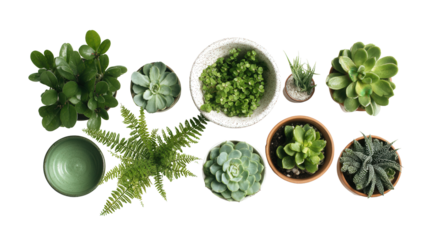 Fresh Green Plants and Succulent in Pots: A flat lay of fresh green plants and succulents in stylish pots, isolated on a Transparent background, PNG file.
