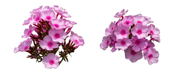 【透過PNG】オイランソウ（花魁草）角度違い2セット｜Phlox paniculata Transparent PNG Set – Two Angles of Tall Garden Phlox
