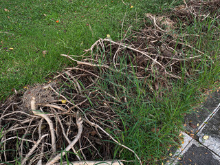 Pile of tree branches on top of green grass on the side of the road