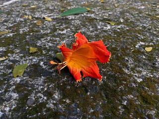 One piece of flower Spathodea campanulata, or African tulip tree, on the concrete texture...