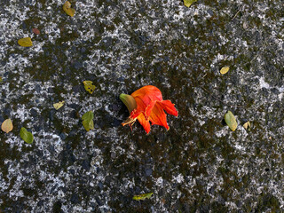 One piece of flower Spathodea campanulata, or African tulip tree, on the concrete texture...