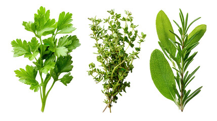 Obraz premium Fresh Herbs for Cooking: A flat lay of fresh cooking herbs like parsley, thyme, and rosemary, isolated on a Transparent background, PNG file.