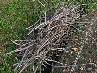 Fotobehang Brandhout Pile of tree branches on top of green grass on the side of the road  © Yessi Frenda