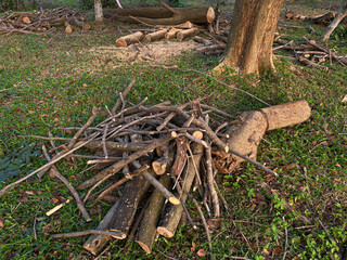 Pile of tree branches on top of green grass on the side of the road