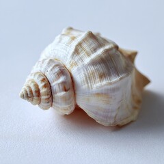 Obraz premium Closeup Of White Seashell On Light Background