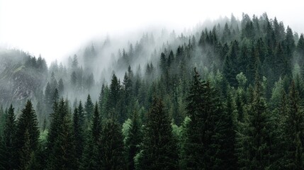 Obraz premium Misty Mountain Forest Landscape