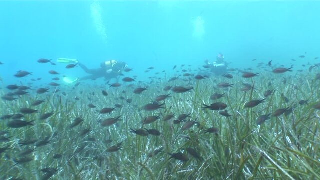 damselfish school underwater swim scuba divers to see