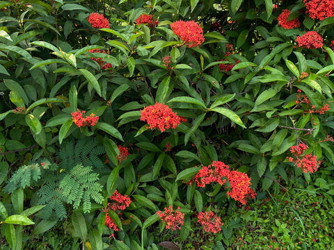 Flowers of Ixora plants in reddish orange color