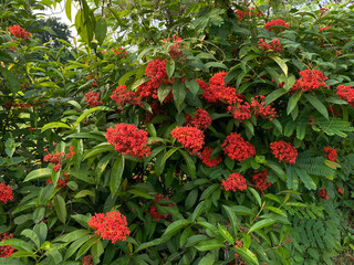 Flowers of Ixora plants in reddish orange color