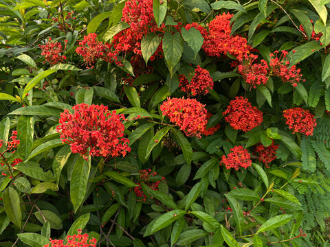 Flowers of Ixora plants in reddish orange color