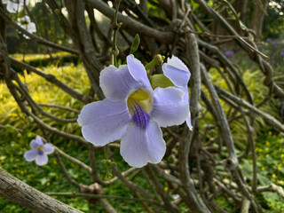 One Thunbergia grandiflora flower in soft purple color. Also called as blue skyflower, clockvine,...