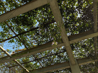 Thunbergia grandiflora plant, creeper on rooftop as decorative elements. Also called as blue skyflower, clockvine, skyflower or skyvine