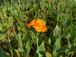 Canna lily in orange yellowish color, bloom on garden