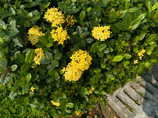 Flowers of Ixora plants in yellow color