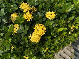 Flowers of Ixora plants in yellow color