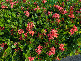 Flowers of Ixora plants in soft reddish color
