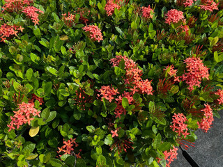 Flowers of Ixora plants in soft reddish color