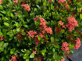 Flowers of Ixora plants in soft reddish color