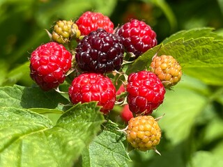 Owoce dzikiej jeżyny, Polska wieś   © Maciej G. Szling