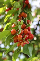 Ripe sweet cherries grow on a tree branch. Cherry tree branch close up. Yellow cherry growing in garden. Sweet red berries hanging on tree. Harvesting fruit tree garden