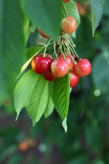 Ripe sweet cherry tree branch close up. Yellow cherry growing in garden. Sweet red cherry hanging on tree. Harvesting fruit tree garden fruit farm harvest concept