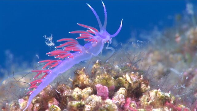 flabellina nudibranch underwater scenery