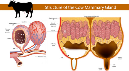 Detailed Anatomy of the  Cross-Sectional Cow Mammary Gland with Alveoli and Milk Ducts. Scientific Diagram of Bovine Udder Structure and Milk Production System