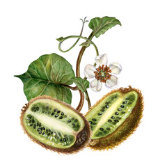 Large kiwi fruits with brown skin, half of a kiwi fruit with green flesh, white flowers, green leaves. Watercolor botanical clipart of ripe kiwi for design of drinks, food, dessert