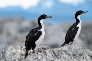 Imperial shag or blue-eyed cormorant, portrait of Leucocarbo atriceps in Ushuaia, Argentina