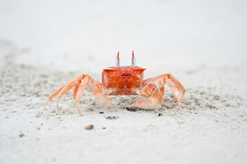 Painted ghost crab in Galapagos, Ocypode gaudichaudii