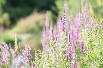 Obraz premium Blühender Blutweiderich Lythrum salicaria vor unscharfem Hintergrund an der Flutmulde in Neckartenzlingen